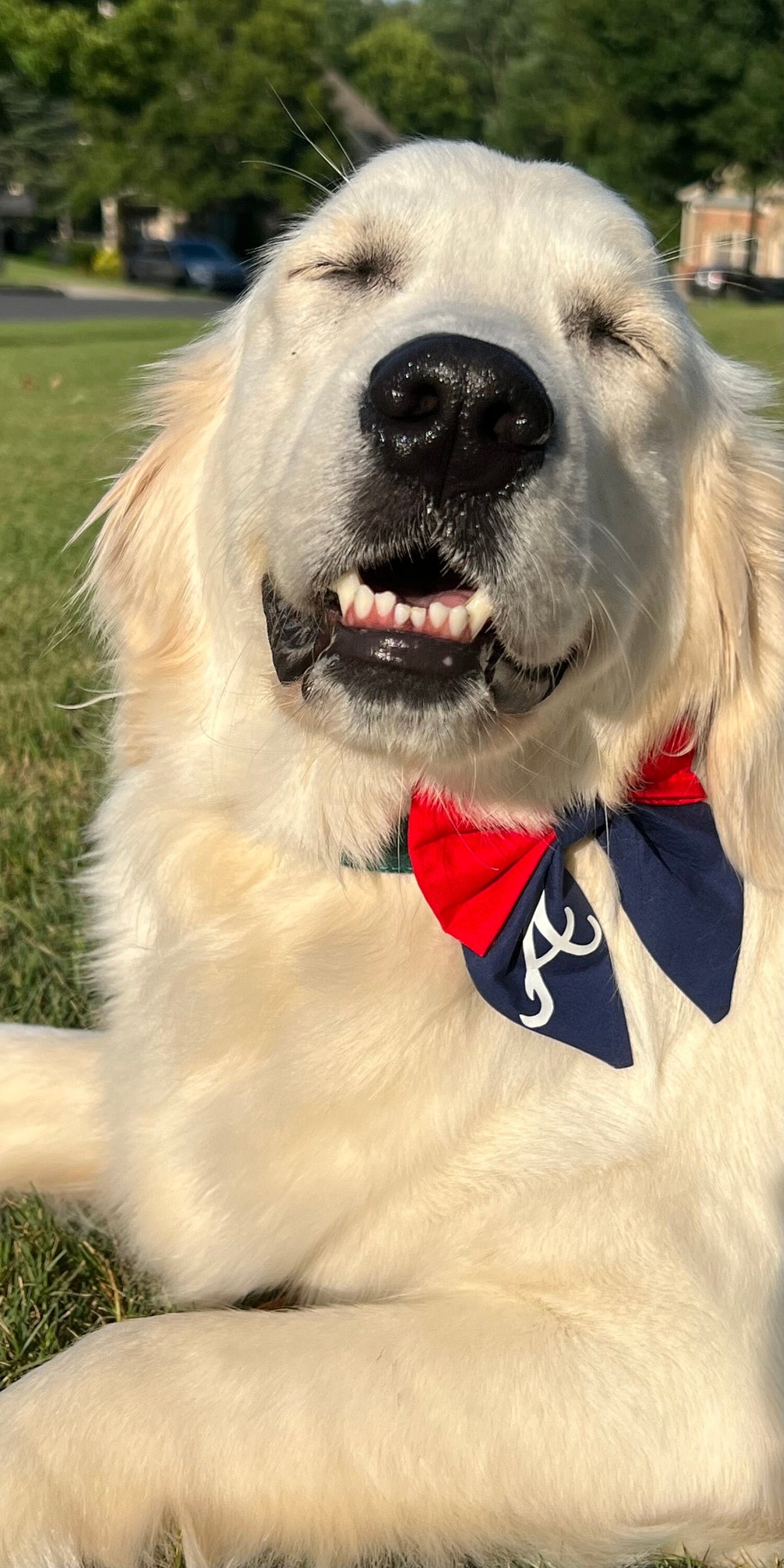 Atl Braves Pet Sailor Bow for Dogs & Cats Over The collar