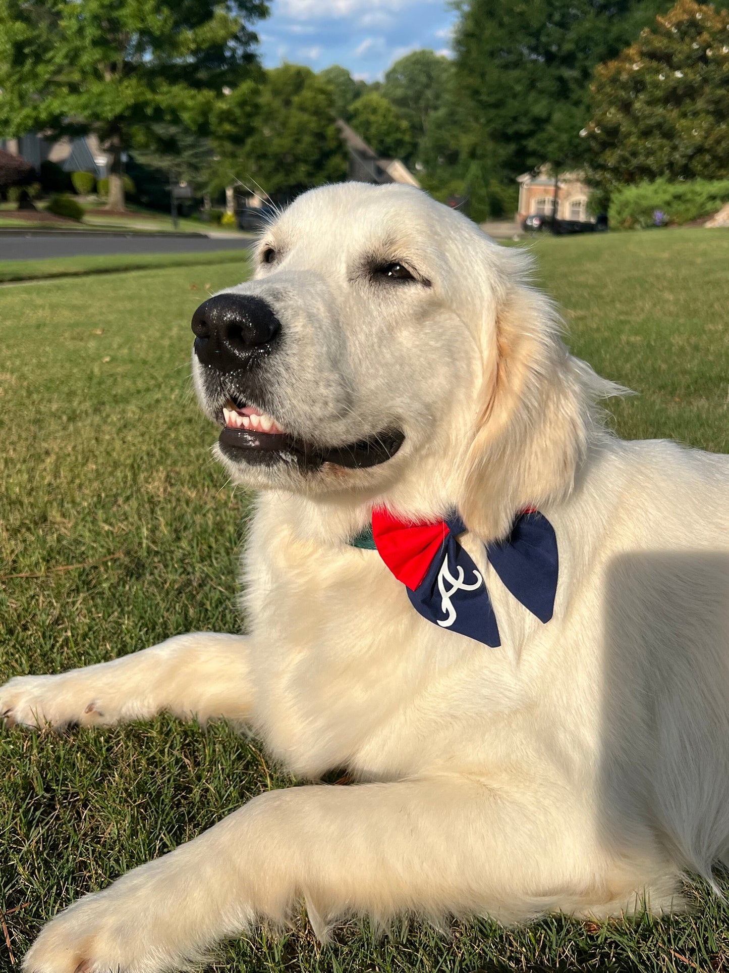 Atl Braves Pet Sailor Bow for Dogs & Cats Over The collar